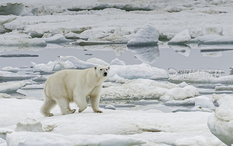 北极熊(Ursus maritimus)是一种肉食性熊，主要生活在包括北冰洋的北极圈内。俄罗斯楚科奇自治州的弗兰格尔岛。北冰洋。